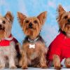 3 dogs2