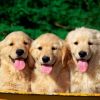 3 dogs