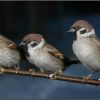 3 birds
