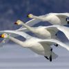 3 geese