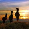 3 horses