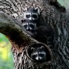 3 coons