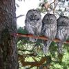 3 owls