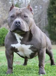 images (4) - dog3 - Gallery - Dinar Vets Message Board