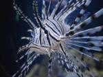 lionfish's Photo