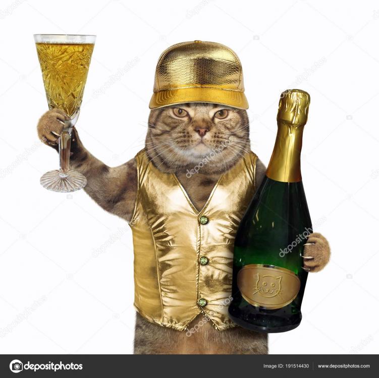 depositphotos_191514430-stock-photo-cat-in-golden-vest.jpg