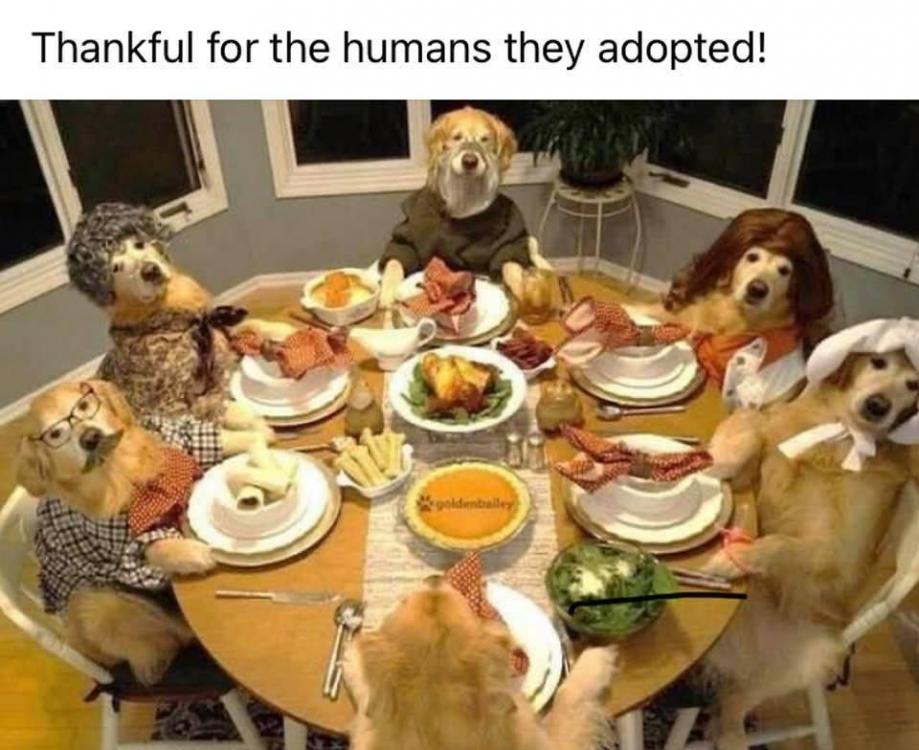 thankful for the humans.jpg