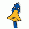 Blue-Duck